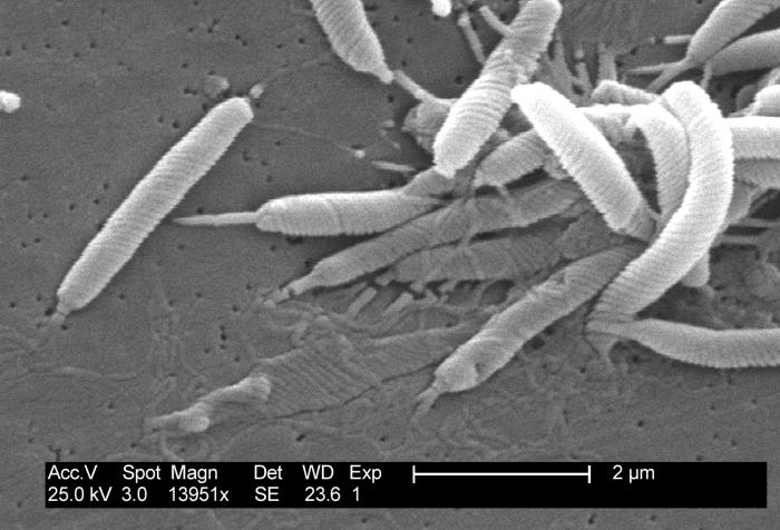 Industrial Monitor - Cornings första antimikrobiella pekskärm en närbild av en grupp bakterier